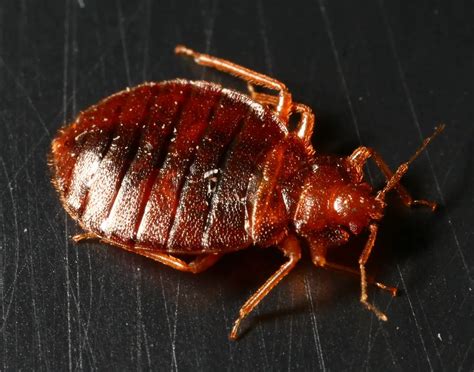 How to Get Rid of Bed Bugs in Philippines .